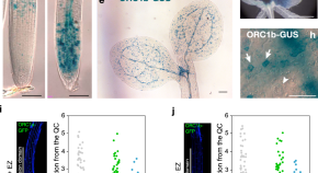 research paper on plant cell