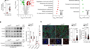 Lysosomal cystine export regulates mTORC1 signaling to guide kidney  epithelial cell fate specialization