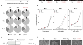 write a term paper on host response and protection against parasites