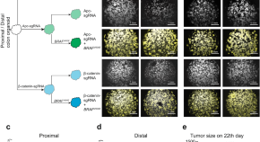 research article on cancer cells