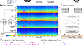 latest research on sleep terrors