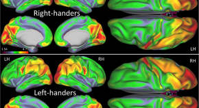 primary motor cortex research paper