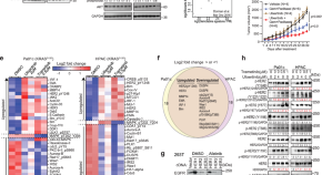 new research in cancer cell