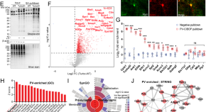 new research dementia alzheimer's