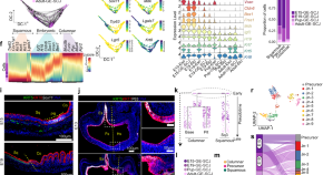 anti stem cell research articles