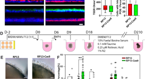 anti stem cell research articles