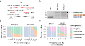 new research on huntington's disease