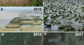 wetland biodiversity research paper