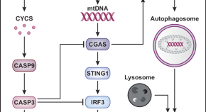 new research on mitochondria