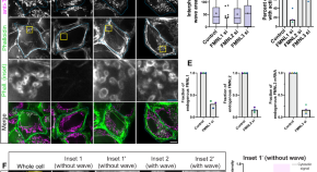 new research on mitochondria