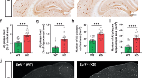 new research for dementia