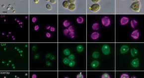 research questions on plant cell research questions on plant cell