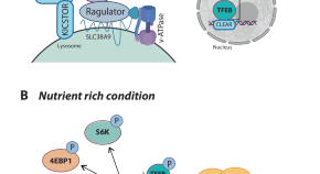 medical journals translational research