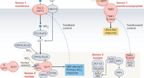 plant biology research topics