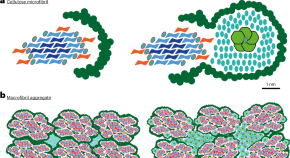 case study in plant biotechnology