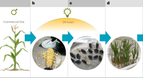 research paper green biotechnology