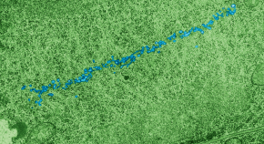 research questions on plant cell research questions on plant cell