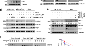 breast cancer research treatment impact factor