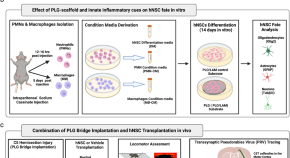 current research on stem cells