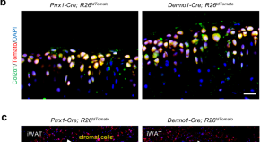 stem cell research studies