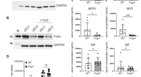 antigen presentation antigen presentation