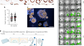 research papers on biomedical engineering