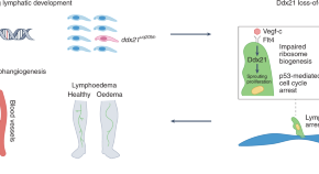 research papers on zebra research papers on zebra