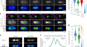 Research articles | Nature Cell Biology