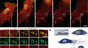 chemistry of cellular membranes research paper