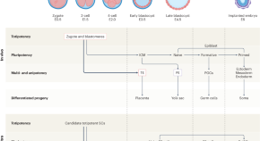 research topics on stem