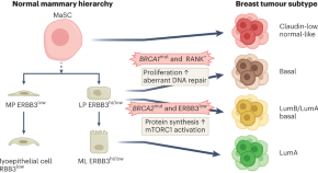 research news breast cancer