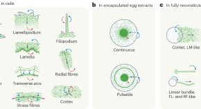 biology primary research articles