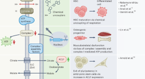 new research on mitochondria