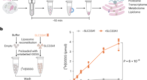 Endoplasmic reticulum - Latest research and news | Nature