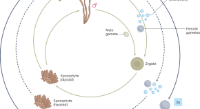 research paper about evolution