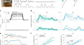 primary motor cortex research paper