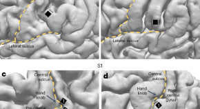 neuroscience research studies