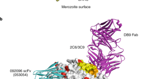 write a term paper on host response and protection against parasites