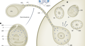 phd research topics in parasitology