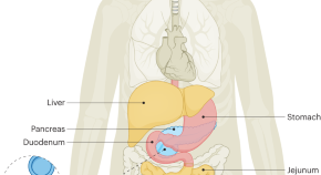 endocrinology new research topics