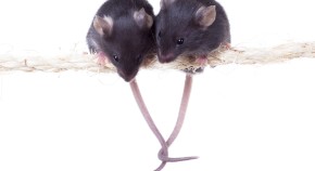 research articles on empathy research articles on empathy
