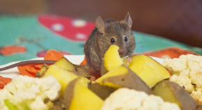 primary motor cortex research paper primary motor cortex research paper