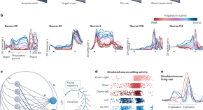 primary motor cortex research paper