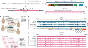 genetic engineering research paper