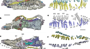 interesting evolution topics for research paper