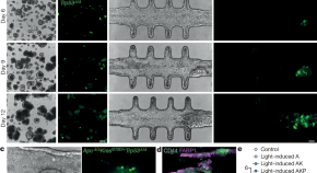 phd in tissue engineering