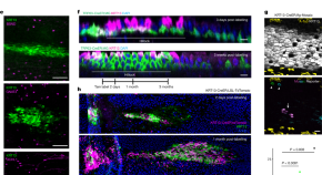 new research cancer stem cells