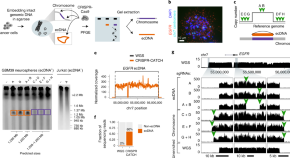 research paper on protein electrophoresis