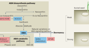 plant biology research topics