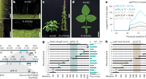 research topics related to plants